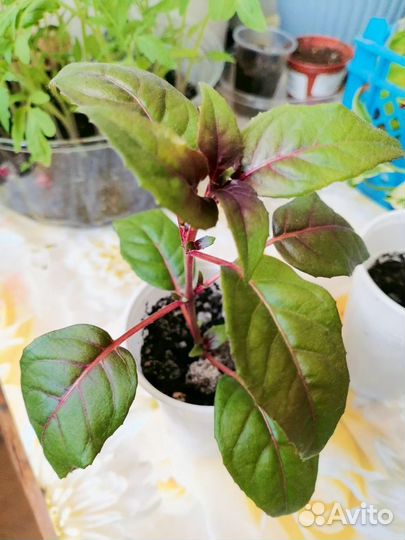 Комнатные растения