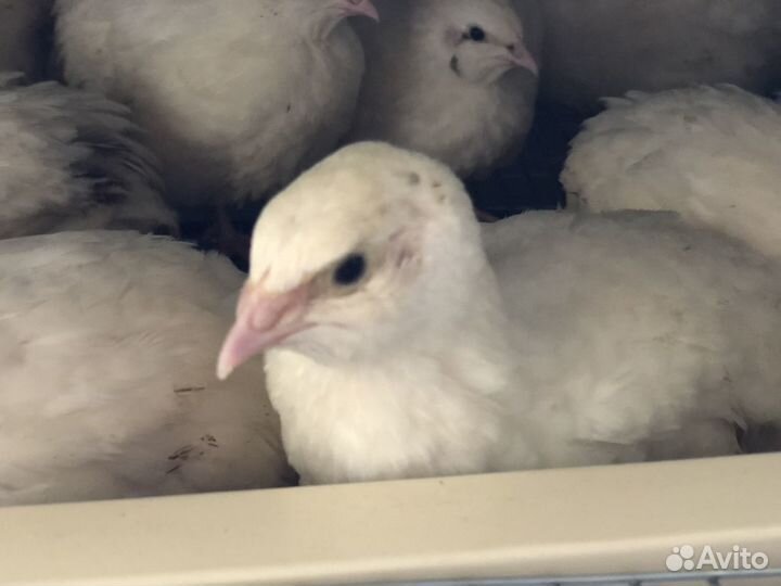 Перепела несушки, мясо, яйца