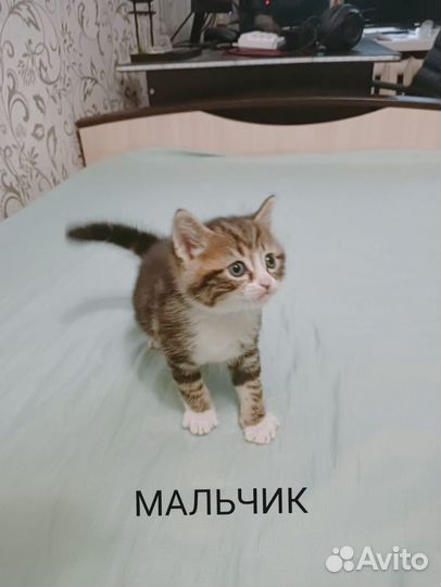 Кошка в дар бесплатно