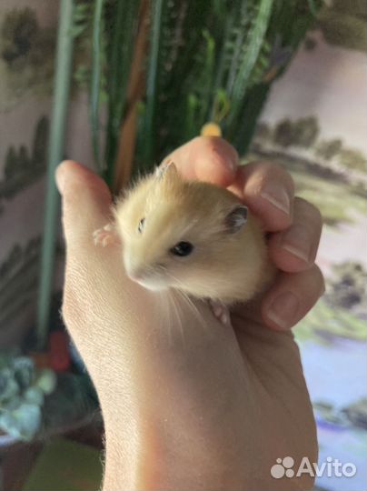 Джунгарские хомячки малыши