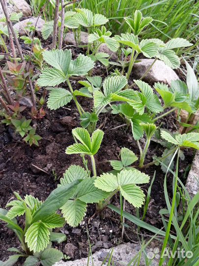 Земклуника Купчиха и Пенелопа, усы и кустики