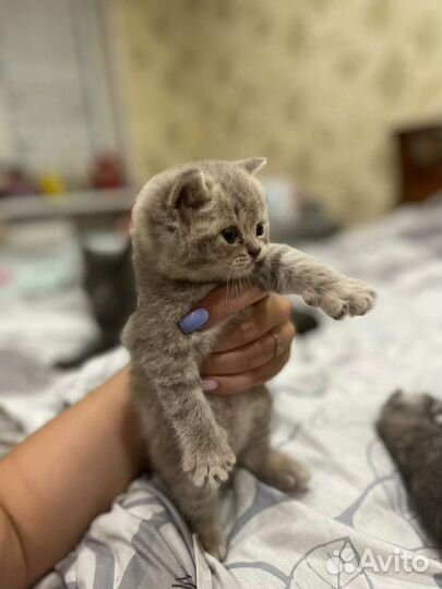 Лиловый британец