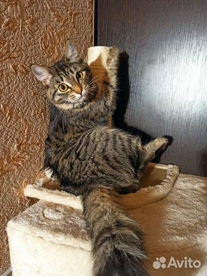 Кошки в добрые руки бесплатно