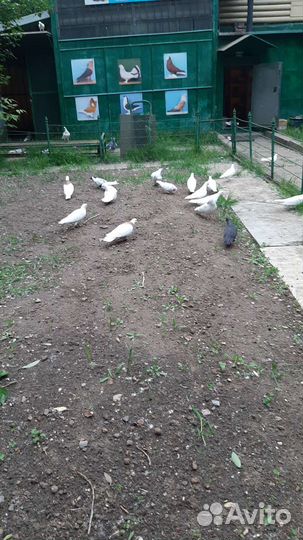 Продажа голубей