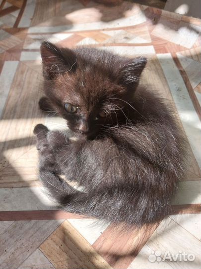 Чёрные котики