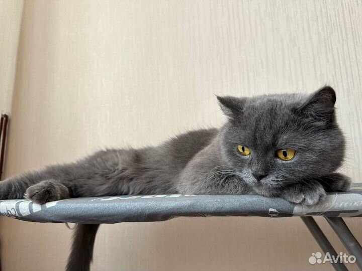 Британская