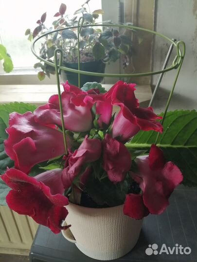 Семена глоксинии