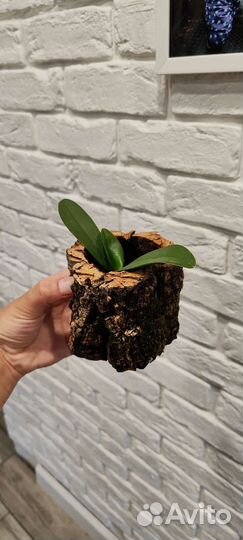 Горшки и блоки из коры пробкового дуба