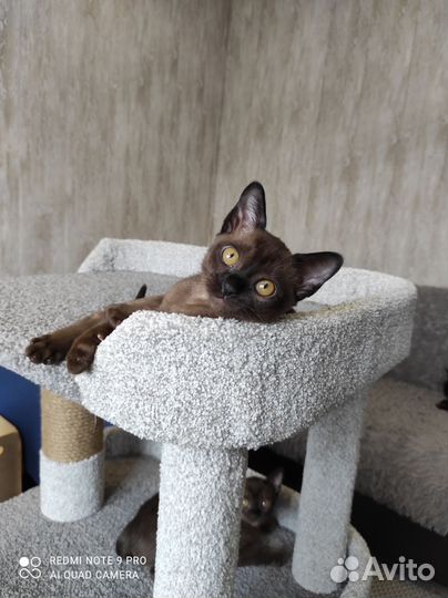 Милые бурмята