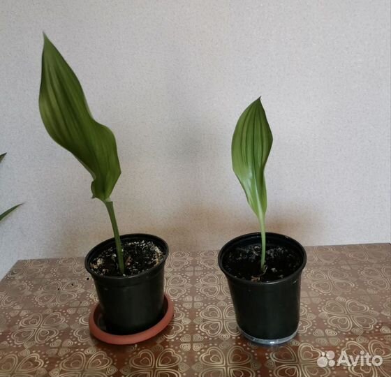 Комнатные цветы