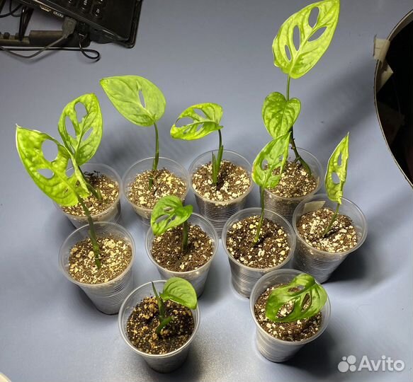 Монстера манки лиф