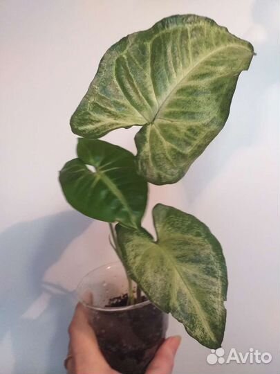 Цветы для дома и офиса (обмен)