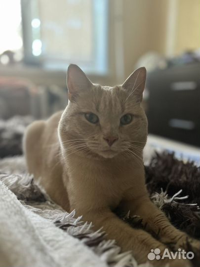 Котята мейн-кун смешанный