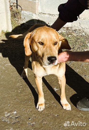 Собака ищет дом