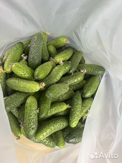 Огурцы на засолку