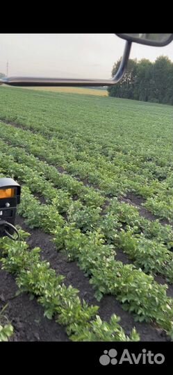 Картофелесажалка Bomet S239, 2022