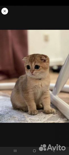 Золотая шиншилла вязка