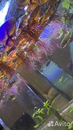 Филлантус плавающий. Phyllanthus fluitans