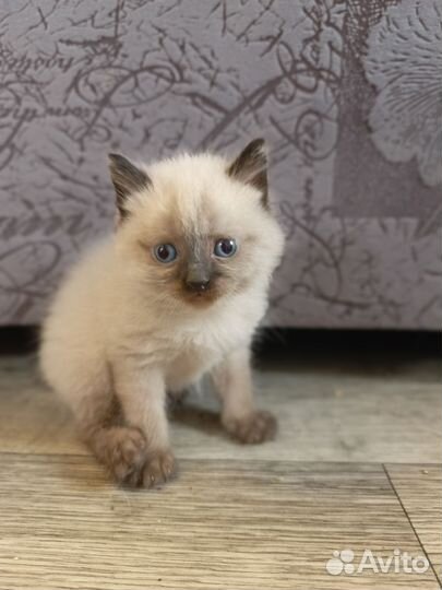 Сиамские котята