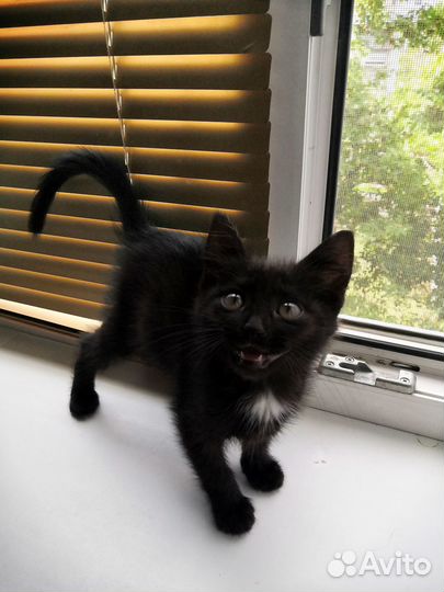 Черный котенок
