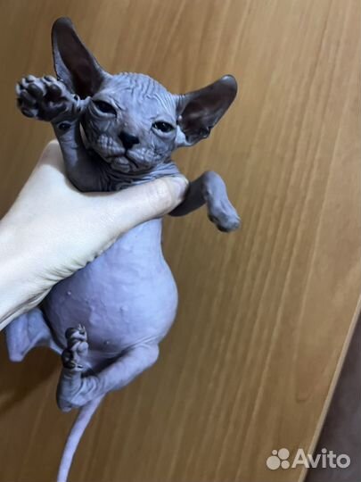 Донской сфинкс котята