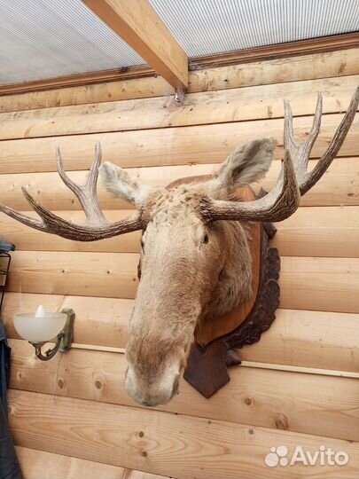 Чучело лося
