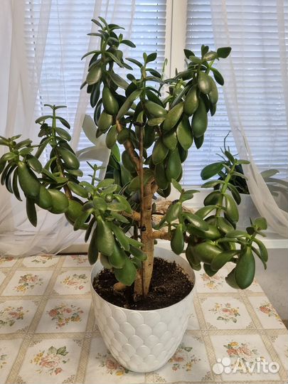 Крассула толстянка