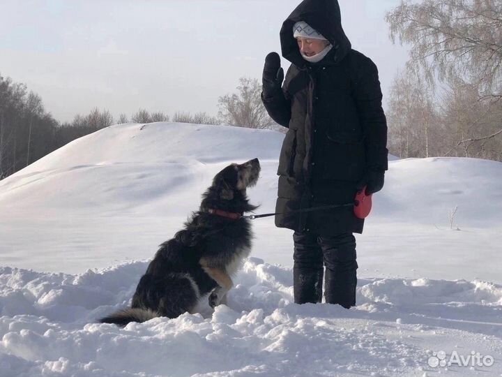 Добрый пёс Бароша