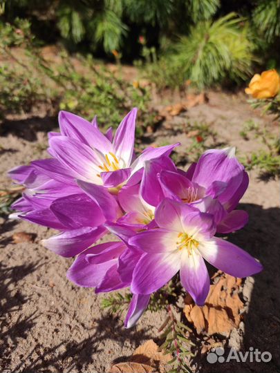 Цветы многолетние