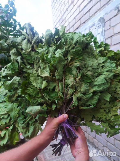 Дубовые веники для бани