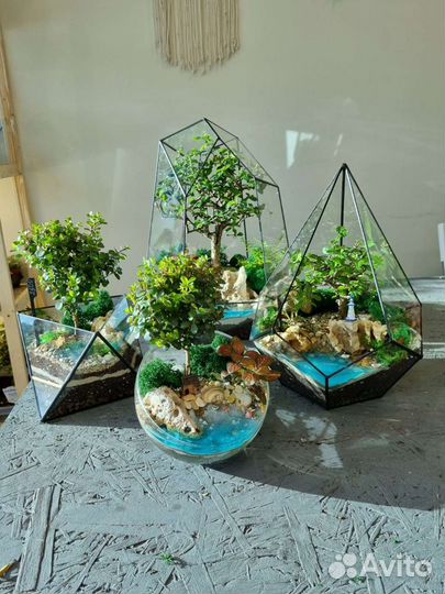 Флорариумы с бонсаями (шоу-рум)