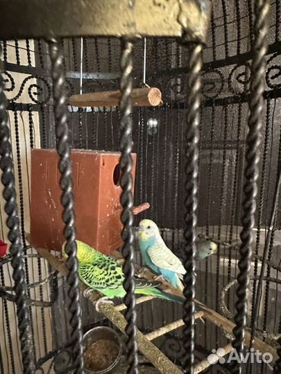 Волнистый попугай