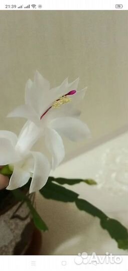 Цветок Декабрист, укоренённые отростки