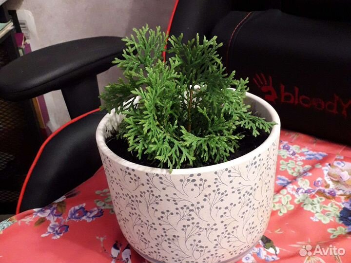 Комнатные растения