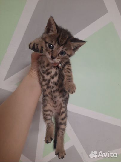 Бенгальские котята