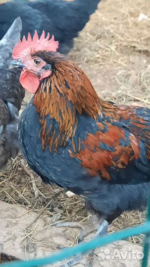 Петух с домашнего хозяйства