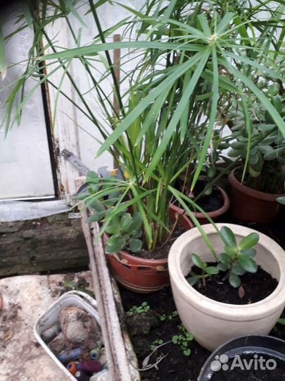 Комнатные цветы шефлера