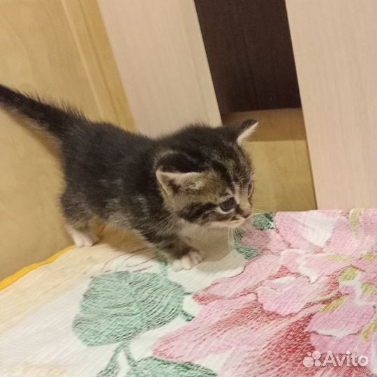 Котята мальчики