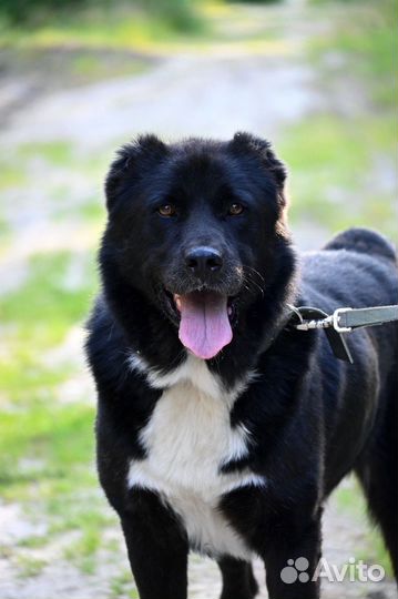 Алабай в дар