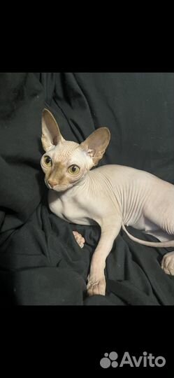 Канадский сфинкс кошка