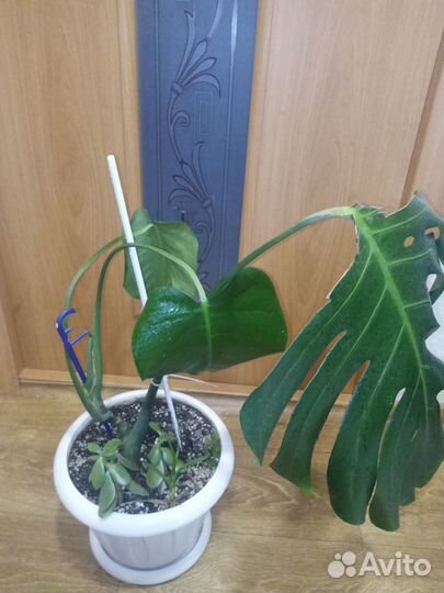 Комнатные растения и цветы