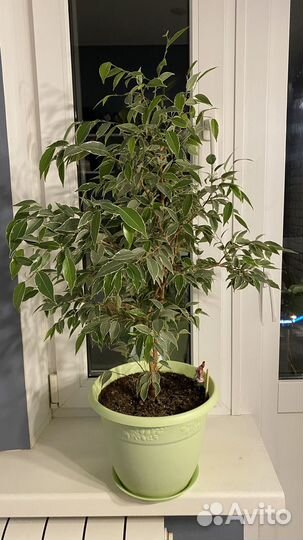 Хойя и Фикус Бенджамина