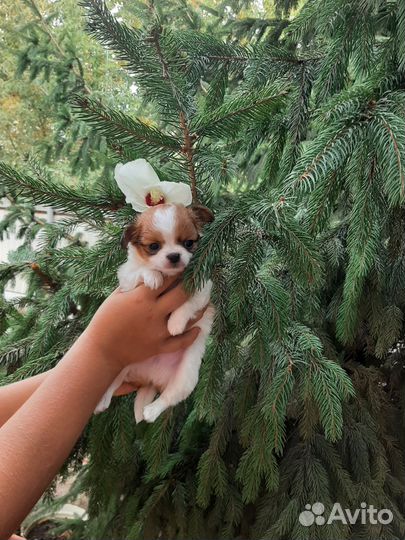 Мини Чихуахуа