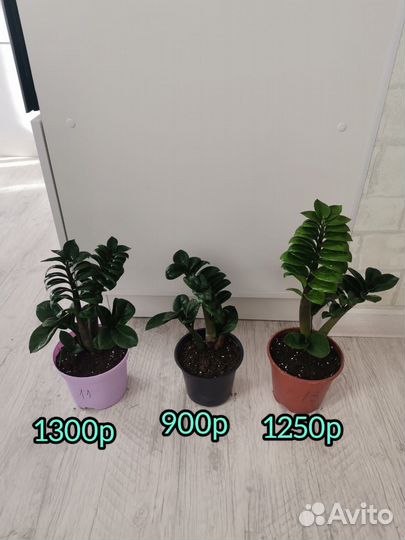 Замиокулькасы Равен,Зензи, Замиелистный