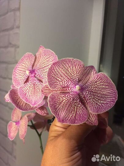 Орхидея фаленопсис