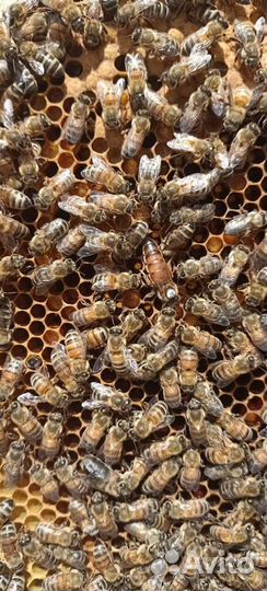 Матки бакфаст