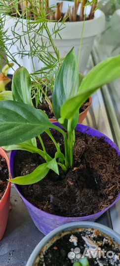 Спатифиллум