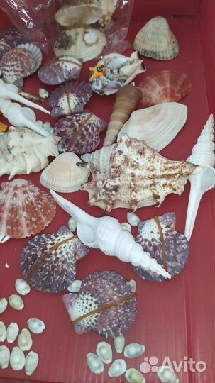 Ракушки раковины