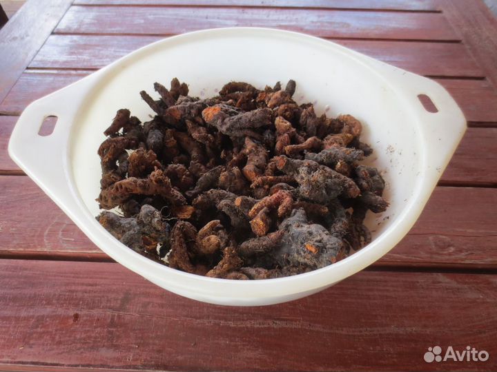 Чага, трутовики, рейши, калган, золотой корень