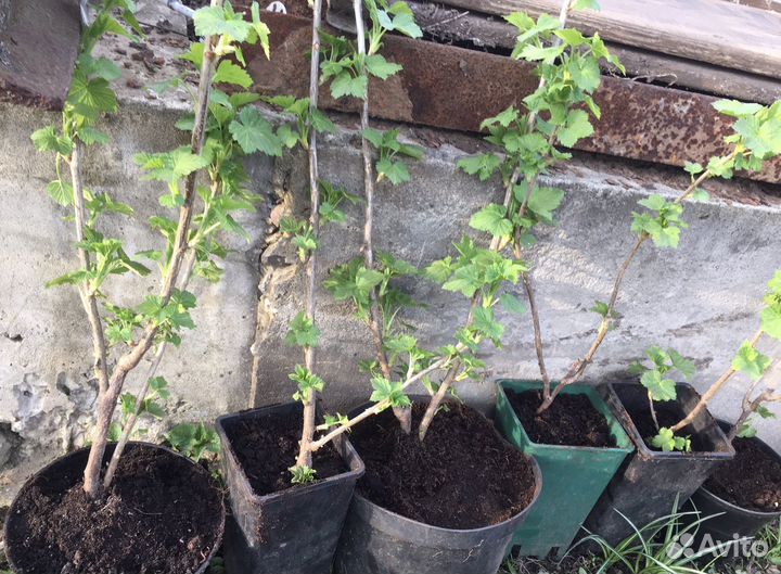 Черная и красная смородина